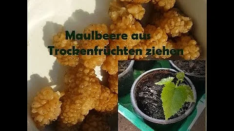 Maulbeere - Pflanzen aus Trockenfrucht ziehen