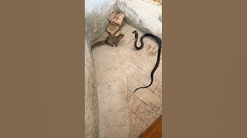 Epic battle king cobra vs mongoose