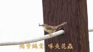 褐脅鷦鶯 - 啄夾昆蟲