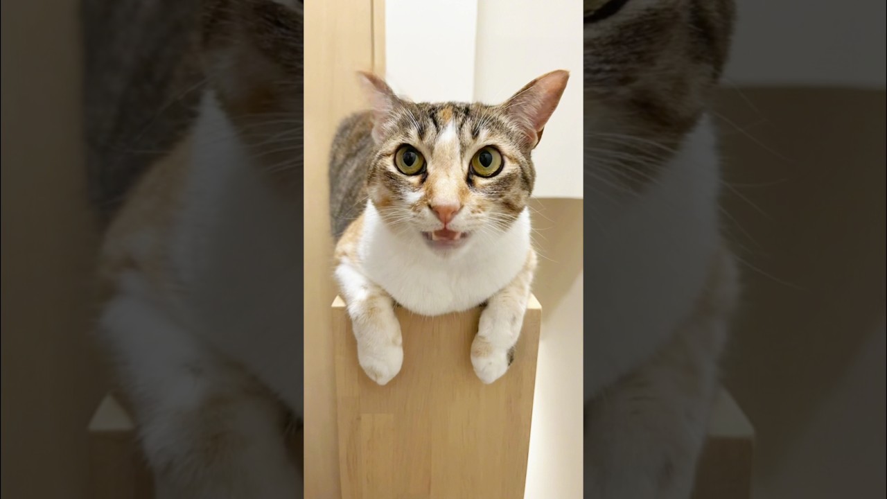歌う猫がこちら #apt #cat #猫のいる暮らし #かわいい子猫 #保護猫