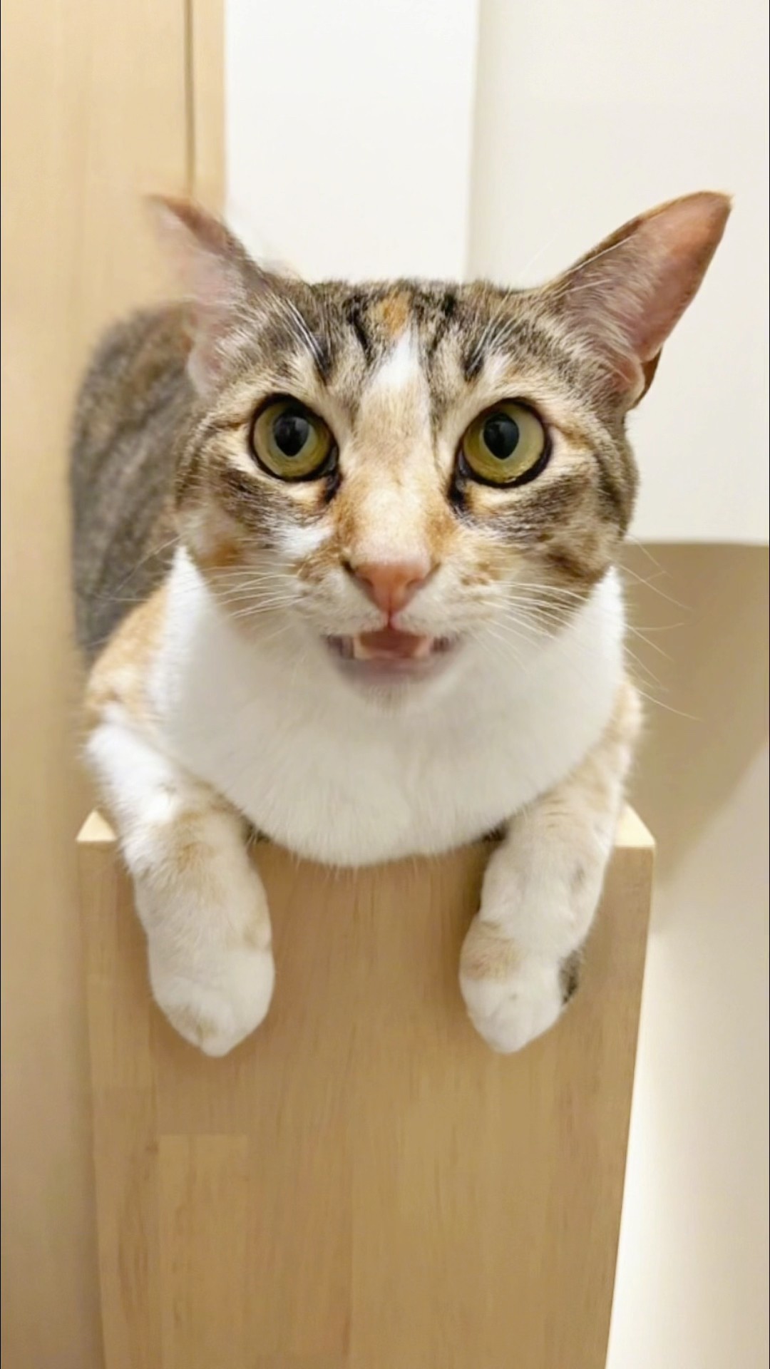 うたうねこ 歌う猫がこちら #apt #cat #猫のいる暮らし #かわいい子猫 #保護猫