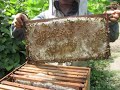 Producción de miel con dos cámaras de cría y una cámara de miel  UNALM