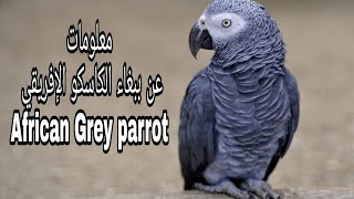 معلومات عن الببغاء الرمادي الإفريقي الكاسكو   2020African  Grey  parrot