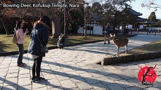Bowing Deer, Kofukuji Temple, Nara