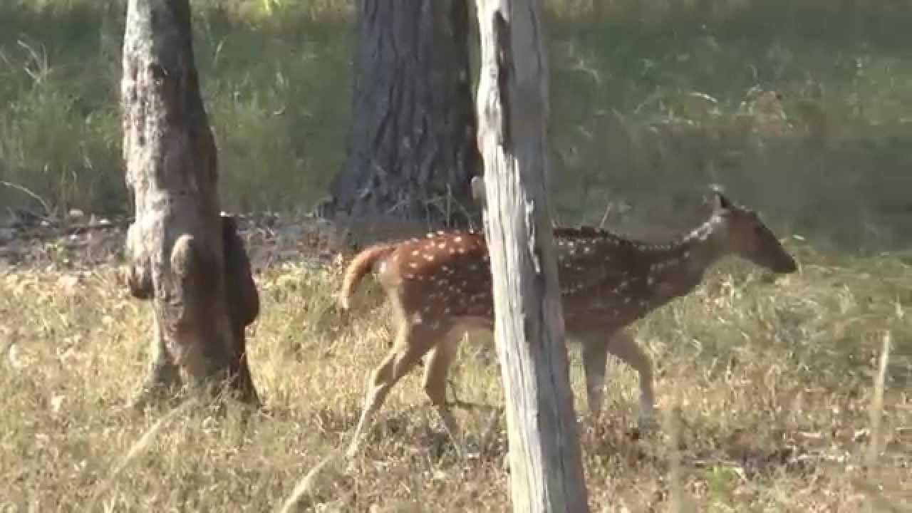 Kanha National Park   India   AM Safari  11   21 November 2014