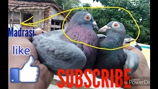 Madrasi kabootar ki pehchan kaise kare How to identify Madrasi pigeon. kolkata (RPT)