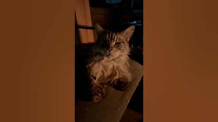 Watch the video about Peaceful Cat by Fire Light 🎄 #mainecooncapers