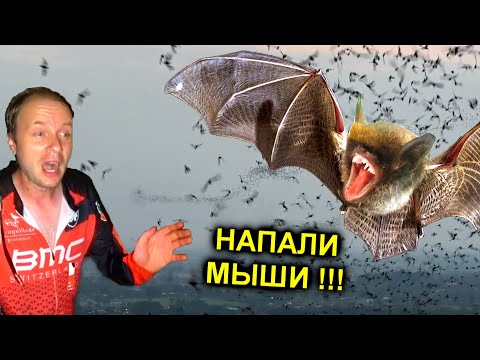 ✅Летучие Мыши АТАКУЮТ !!! Залезли в пещеру добывать мумиё