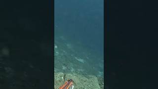 SOS 🆘 !!! Τσουχτερό Πρόστιμο/Στήρες Απαγορεύονται 💯 -45εκ!#ψαρεμα #ψαροντούφεκο #spearfishing #yt