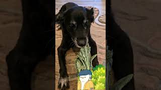 *** The KALE Thief *** #dog #doglover #dogs #funnydogs