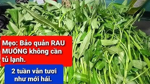 Mẹo bảo quản RAU MUỐNG không cần tủ lạnh. Sau khi xem hết video nhớ xem phần ghi chú ở bình luận ạ.