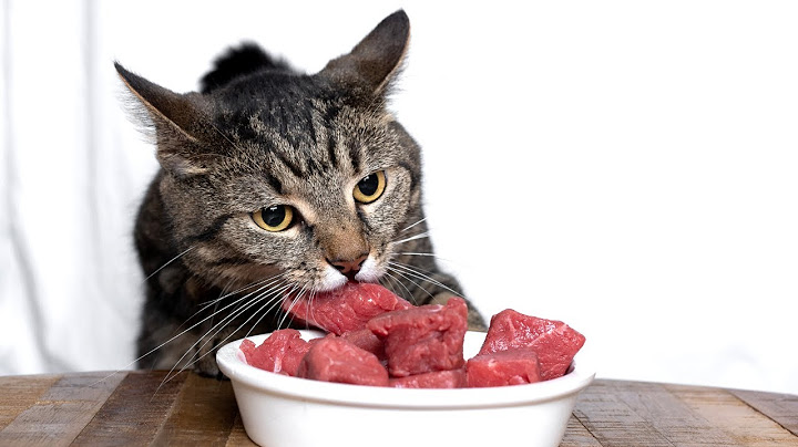 SO oft solltest du deine Katze WIRKLICH füttern ✅