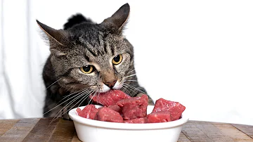 Wie isst man eine Katze?
