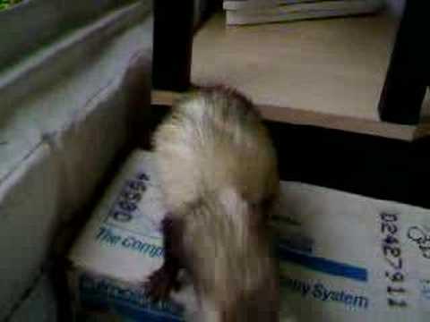 my ferret Sassy nodding