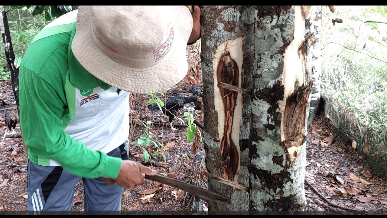 MELIHAT #HASIL INOKULASI # ISI POHON GAHARU #