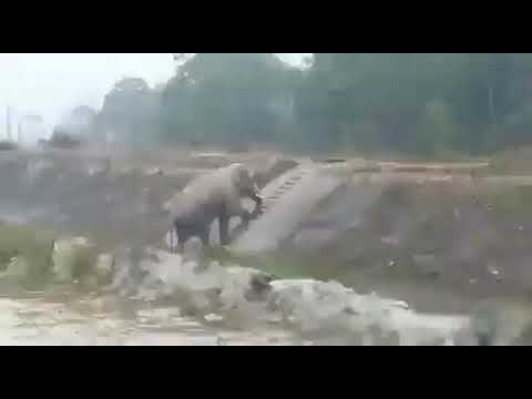 elephant climb stairs