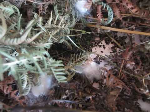 აბრეშუმის პეპელაზე დაკვირვება ბათუმი მე – 8 საჯარო სკოლა მ . წივწივაძე