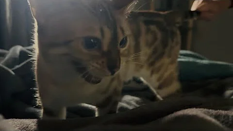 Video 11303471: snow lynx bengal, blue eyed lynx, cat meowing