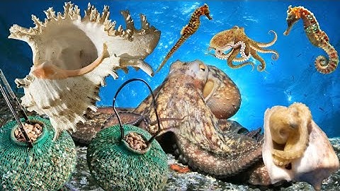 Con Bạch Tuộc Rất Thích Trốn Trong Vỏ ốC, Thợ Lặn May Mắn Gặp Ổ Sò Điệp… | Cảnh 86