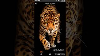 3D wallpaper of tiger 3D wallpaper of tiger
