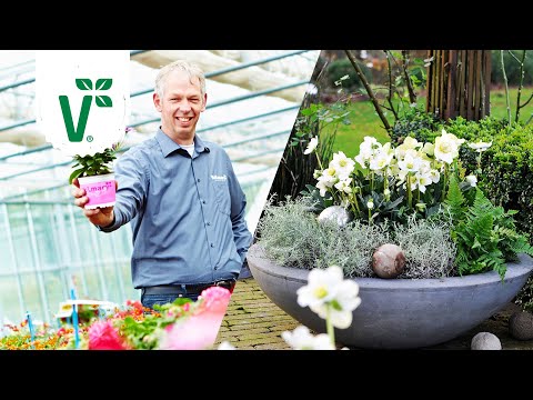 Video: Hellebore-Begleitpflanzen: Tipps zum Begleitpflanzen mit Hellebores
