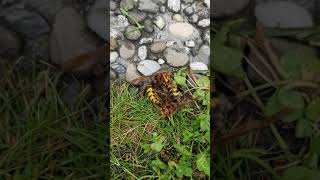 Hornissenpaarung Teil 1 Von 5.