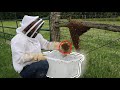 Natural Bee keeping in a Horizontal Hive works Too GOOD!