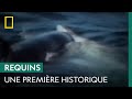 La premire attaque filme dune orque sur un grand requin blanc en 1997