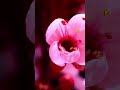 تلطفي يارياح النقشبندي الكلمات بالوصف