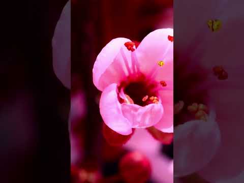 تلطفي يارياح النقشبندي الكلمات بالوصف 