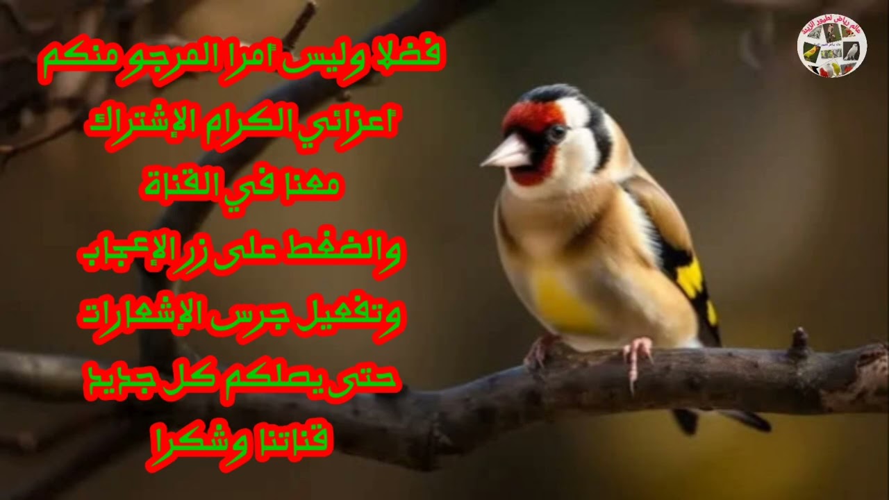 تغريد طائر الحسون لتعليم الفراخ الصغيرة (الحلقة 1)