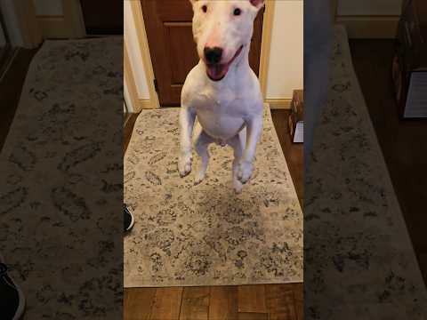 WhOaA 😆 #dog #pets #puppy #bullterrier #shorts