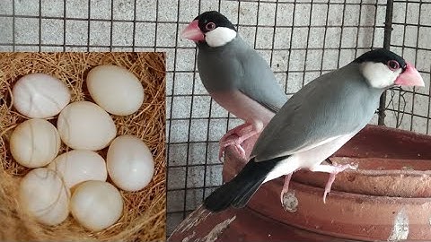 Java sparrow birds breeding tips|| How to get 8-10 eggs of Java birds