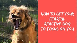 How to Get Your Fearful Reactive Dog to Focus on You by Katherine McGuire 92 views 8 months ago 8 minutes, 49 seconds