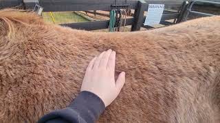 Equine Shiatsu Lines and Techniques for the Back (Practice)