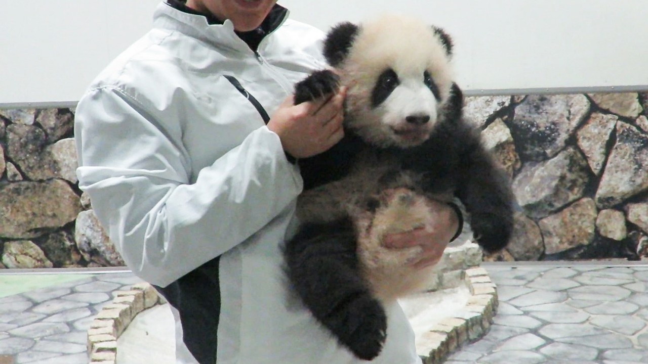 Rolling around with a towel is too cute!! Baby panda gets picked