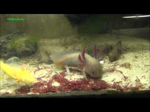 Axolotl juveniles feeding Jungtiere Fütterung - YouTube