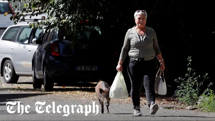 Rome mayor election: Wild boars, filth and burning buses dominate ahead of crucial vote