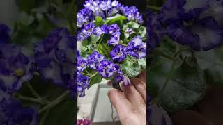 :   -., , # #plants  #