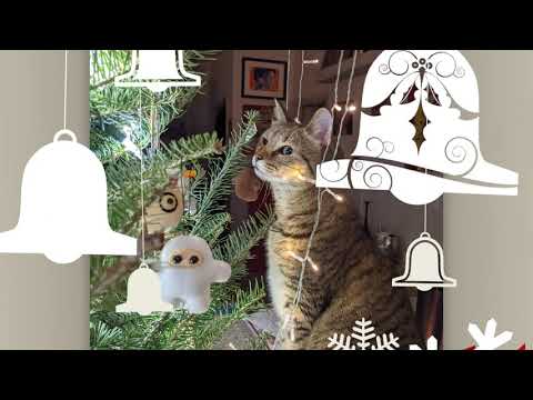 Wideo: Zachowaj radość w okresie świątecznym, unikając zagrożeń dla zwierząt domowych