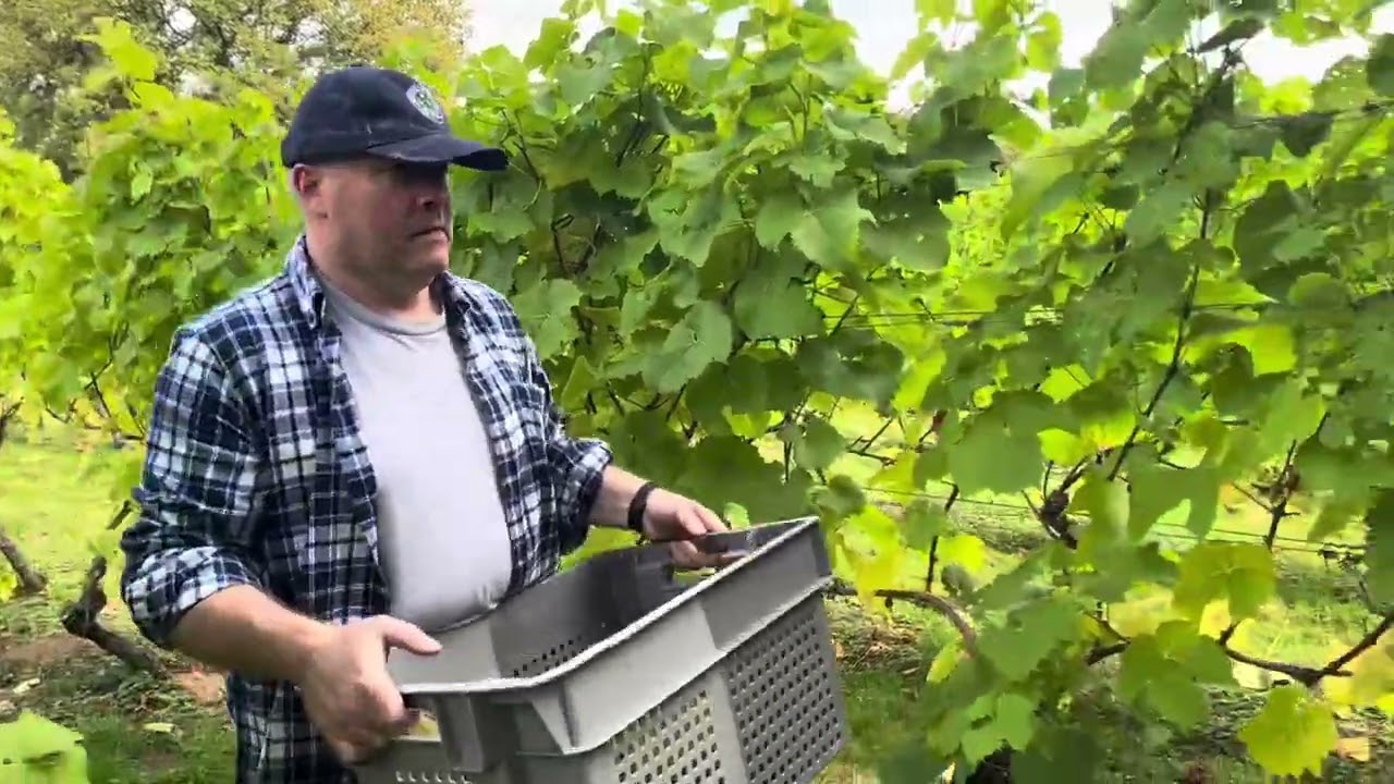 Babu's Vineyard Grape Harvest 2025 - Weston Longville, Norfolk, UK
