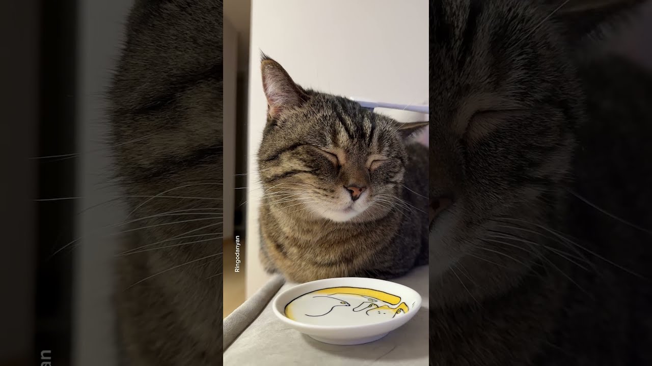 Things That Remind Cats Of Their Mom Shorts Cat Funny