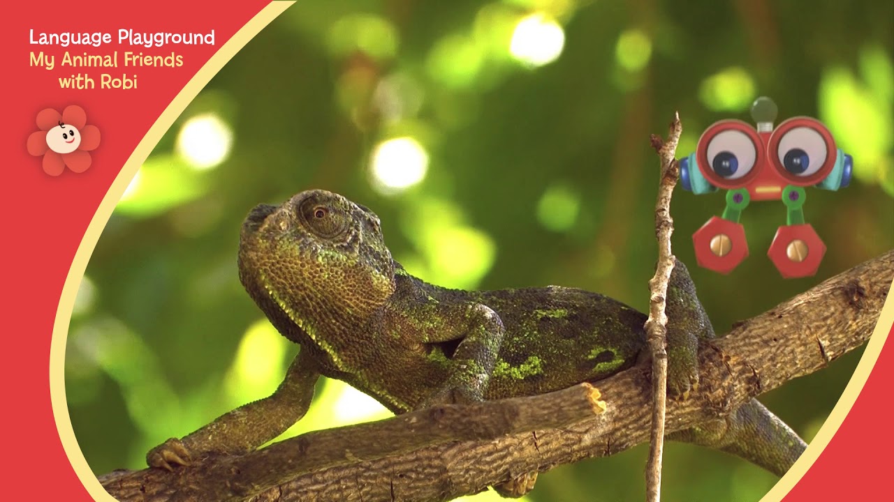 Animal Learning Show For Toddlers My Animal Friends With Robi