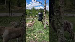 Bighorn Sheep Eating Browse