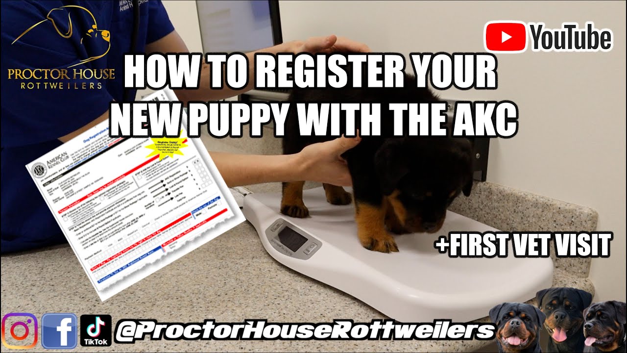 How Do I Register A Litter Of Puppies With Akc