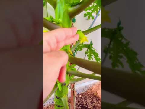 بداية تزهير البابايا التايلندية