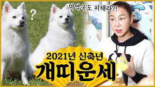 2021년 개띠운세  06년생 94년생 82년생 70년생 58년생 46년생  생일때 미역국 먹지 말아라..?…