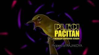 Pleci Pacitan Nembak Lovebird Kenari