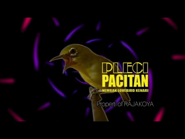 Pleci Pacitan Nembak Lovebird Kenari class=