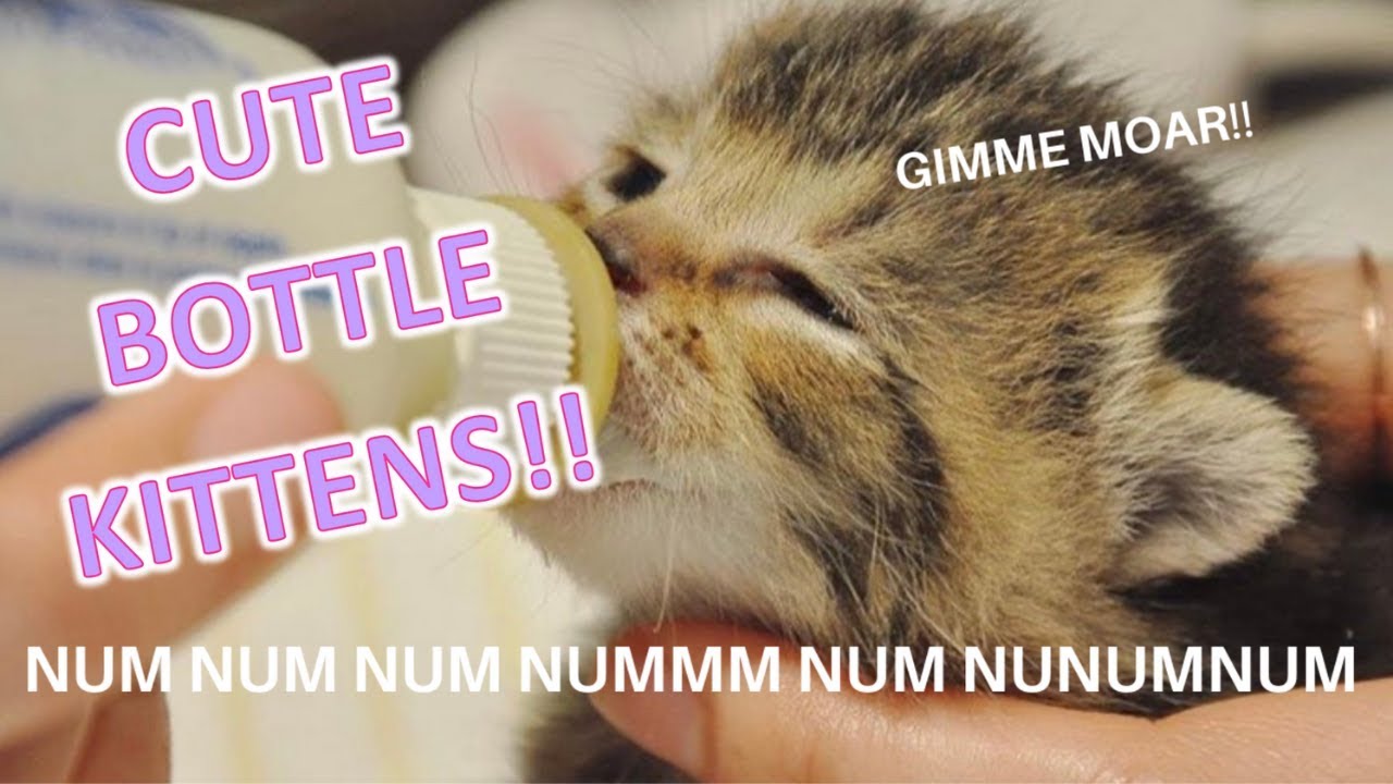 RELAXING| CUTE KITTENS Bottle Feeding Compilation!!!